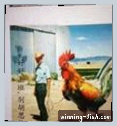 赵明